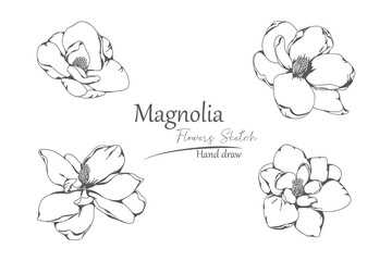 Magnolia flower petals hand drawn.
line art and sketches on white background.