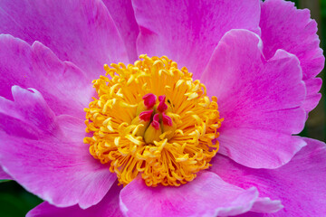 Tree peony in the garden, pink flowers close-up, Botanical Garden Ukraine