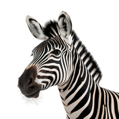 Fototapeta na wymiar Zebra isolated on transparent and white background. Png transparent