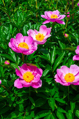 Obraz premium Tree peony in the garden, pink flowers close-up, Botanical Garden Ukraine