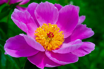 Tree peony in the garden, pink flowers close-up, Botanical Garden Ukraine