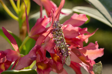 A beautiful spiny flower mantis, also known as the African flower mantis (Pseudocreobotra ocellata) waiting for prey on an orchid 