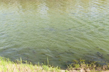 grass and water