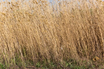reeds in the wind