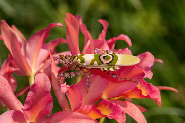 A beautiful spiny flower mantis, also known as the African flower mantis (Pseudocreobotra ocellata) waiting for prey on an orchid 