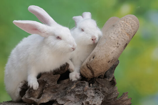 A pair of rabbits are resting on a dry tree trunk. This rodent has the scientific name Lepus nigricollis.
