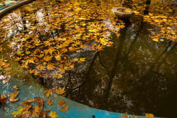 autumn leaves on the water