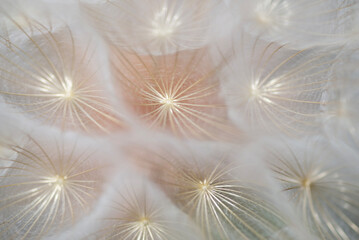 dandelion seeds background