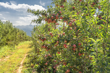 Fototapeta na wymiar Red apples ripen on tree branches in the garden against the backdrop of mountains and blue sky