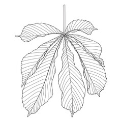 Horse chestnut leaf outline, vector illustration. Coloring page.