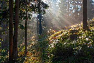 Morning sun rays passing through the  morning fod in forest in Carpathian mountains, Ukraine - obrazy, fototapety, plakaty