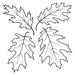Northern Red Oak tree leaves, vector illustration. Leaf outlines, coloring page.