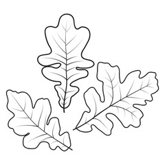 White Oak tree leaves, vector illustration. Oak leaf outlines, coloring page.