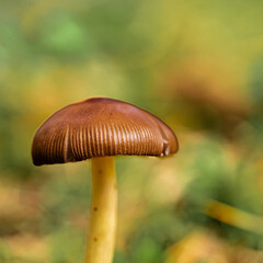 Mushrooms in macro photography with bokeh effect growing among green moss in the forest on a autumn day