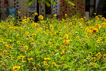A scene of blooming yellow flowers