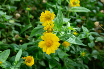 Many pretty little yellow flowers have lots of petals