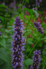 Empire blue butterfly bush 