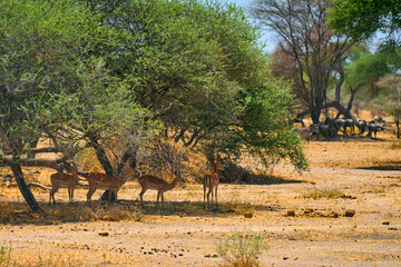 artiodactyls in the African savanna