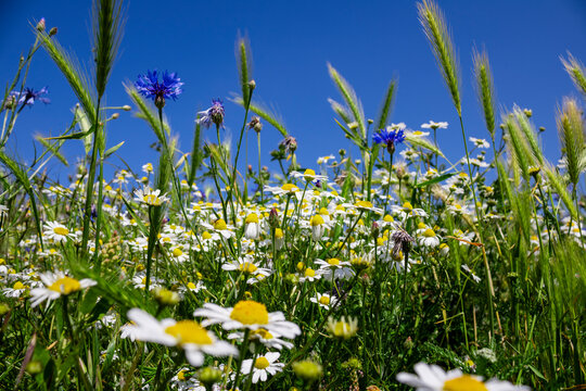 Colourful field of daisies and clrear blue sky