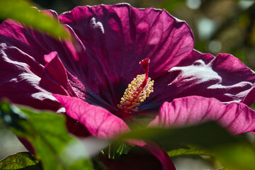 Blüte von dem Hibiskus  © fred