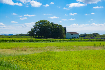 夏の青空と田園風景
