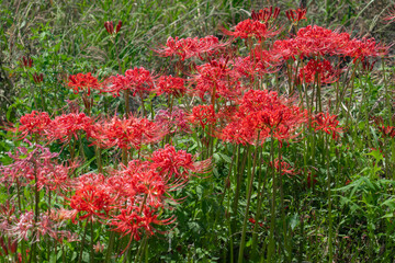 彼岸花のある風景