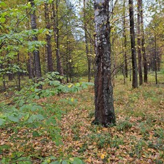 autumn in the forest