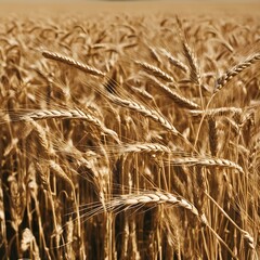Dried Wheat fields