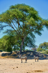 zebras in the african savanna