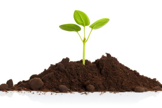 Young green sprout in soil on white background