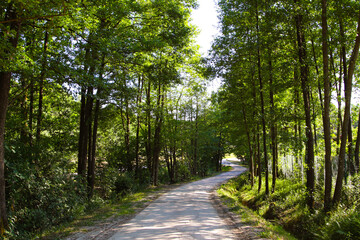 緑に囲まれた山道