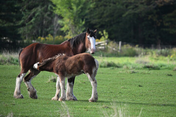 Clydesdale mare nursing her yearling colt in green pasture