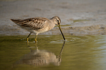 Long-billed Dowitcher bird wading in a river in search of food by prodding the mud underfoot