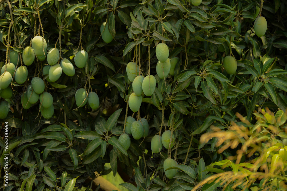 Wall mural Unripe Green mangoes hanging on Branch. Fresh green mango on tree. Hanging green mangos. Bunch of Mango's. Mangos with tree. raw mango hanging on tree with leaf background in summer fruit