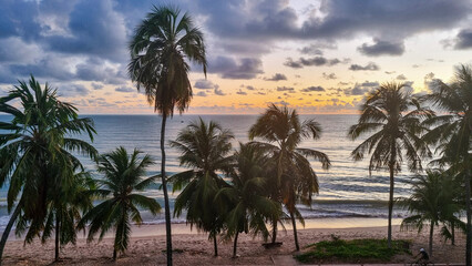 palm trees at sunrise