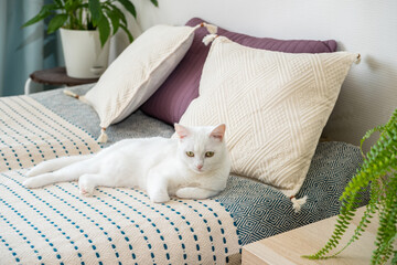 Cute short hair white cat lying on the bed at bedroom. Modern bedroom interior with cat lying on...
