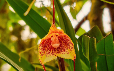 red and yellow monkey face orchid - obrazy, fototapety, plakaty