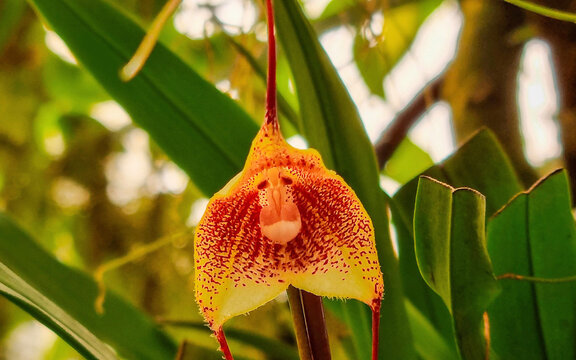 red and yellow monkey face orchid