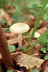 White toadstool among dry leaves in the forest.