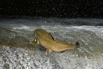 Fall scene of a Chinook Salmon jumping up a fish ladder to go up the river to spawn