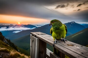 parrot in the sunset