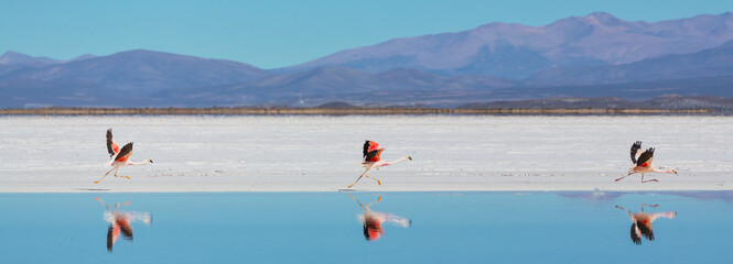 Flamingo in Bolivia