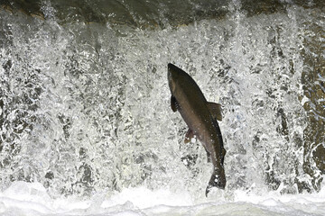 Fall scene of a Lake Trout jumping up a fish ladder to go up the river to spawn