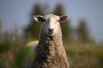 Portrait of a sheep in green summer pasture - obrazy, fototapety, plakaty