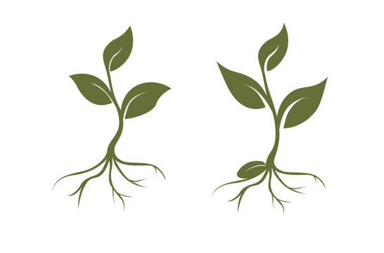 Vector sprouts, three leaves, roots, seed. Organic creative symbol concept, natural biocosmetics, nature