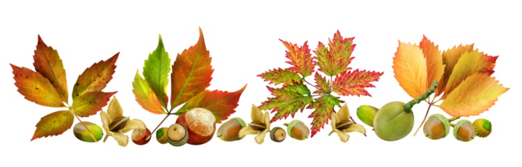 Herbstblätter und Früchte Hintergrund transparent PNG cut out