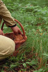 A mushroom picker collects mushrooms in the forest.