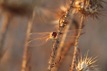 dragonfly on a plant