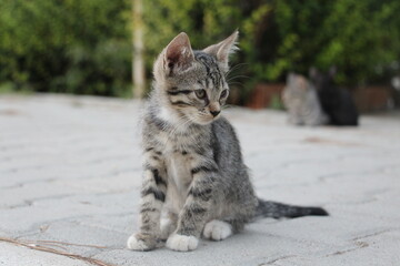gray cat on the ground
