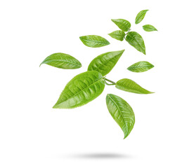 Green tea leaves isolated on transparent background (.PNG)